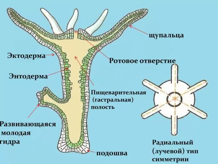 Как размножается пресноводная гидра. гидра — класс гидрозои: органы чувств, нервная и пищеварительная системы, размножение