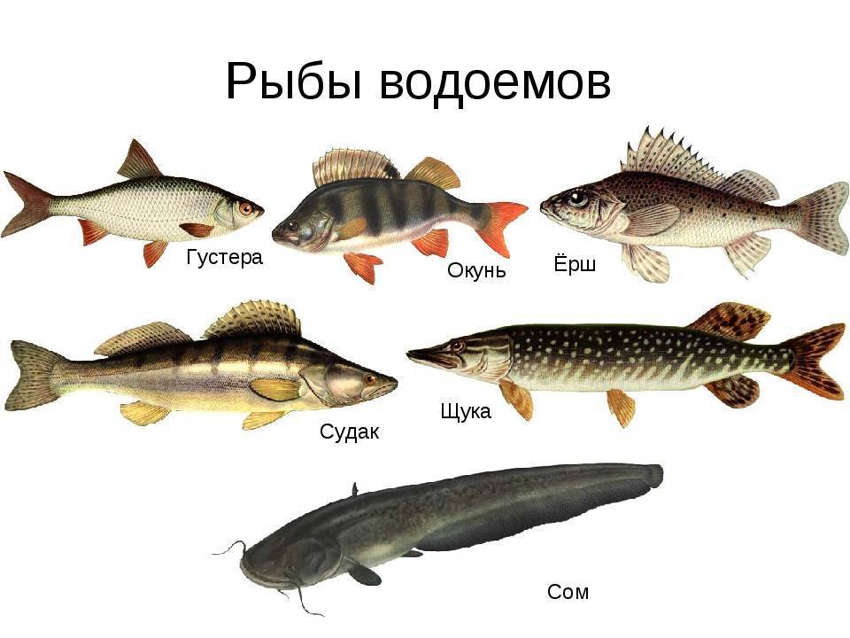 Какая рыба водится в озере. Пресноводные рыбы. Виды речных рыб. Пресноводные рыбы названия. 5 Речных рыб.