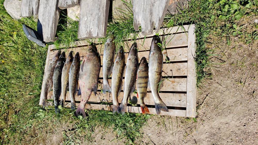 Рыбалка на онежском озере: какая рыба водится в онеге, лучшие места для ловли
