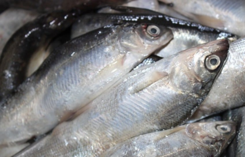 Рыба пелядь (сырок) — 12 самых простых и очень вкусных рецептов приготовления