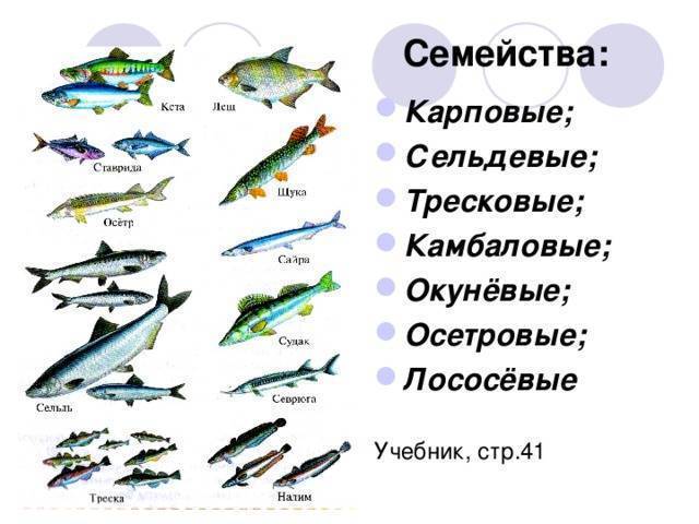 Какие рыбы относятся к роду семейства тресковых, треска морская или речная рыба: список, названия, виды