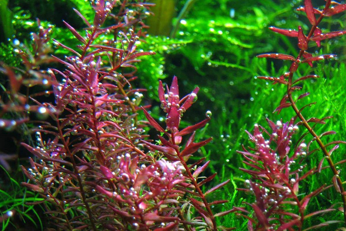 Ротала: основные виды (индика, макрандра, валлиха), содержание и размножение аквариумного растения
