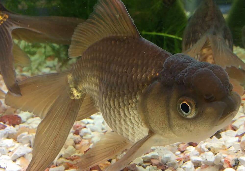 Содержание золотых рыбок и уход за ними (26 фото): как ухаживать за рыбами в аквариуме начинающим? как содержать аквариумных рыбок в домашних условиях?