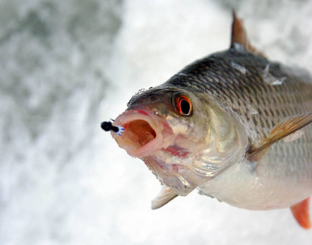 Рыба сорога: отличительные особенности, благоприятные периоды для ловли, рецепты и фото
