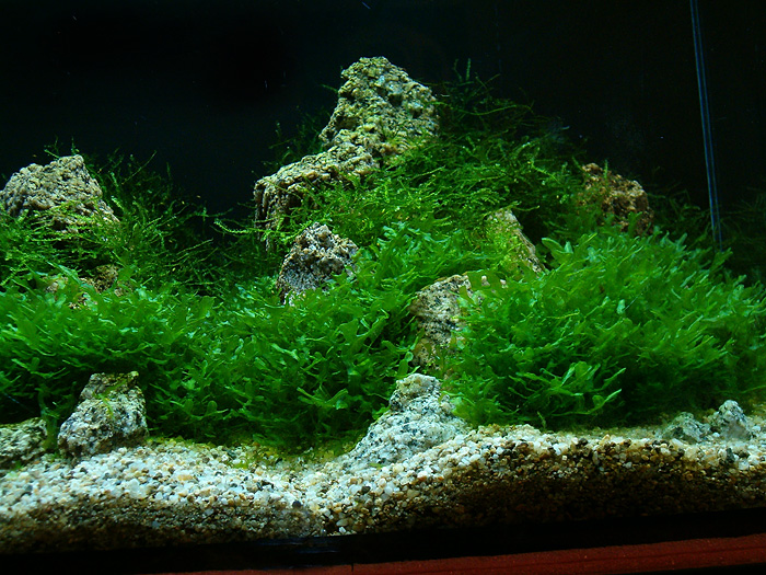 Заселяем аквариум яванским мхом. яванский мох в аквариуме: содержание, фото