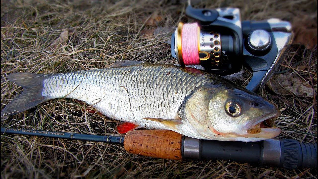 Рыбалка на кубани - лучшие места для ловли на реке, отзывы