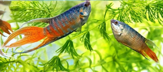 Райская аквариумная рыбка макропод: содержание, уход и совместимость (с фото)