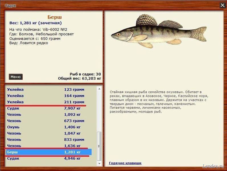 Берш рыба: фото, описание и отличия рыбы берш от судака