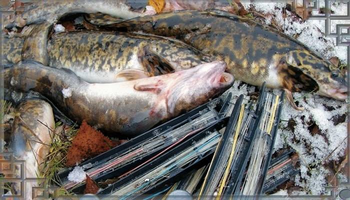 Рыба налим: польза и вред, как выглядит, химический состав, калорийность и противопоказания