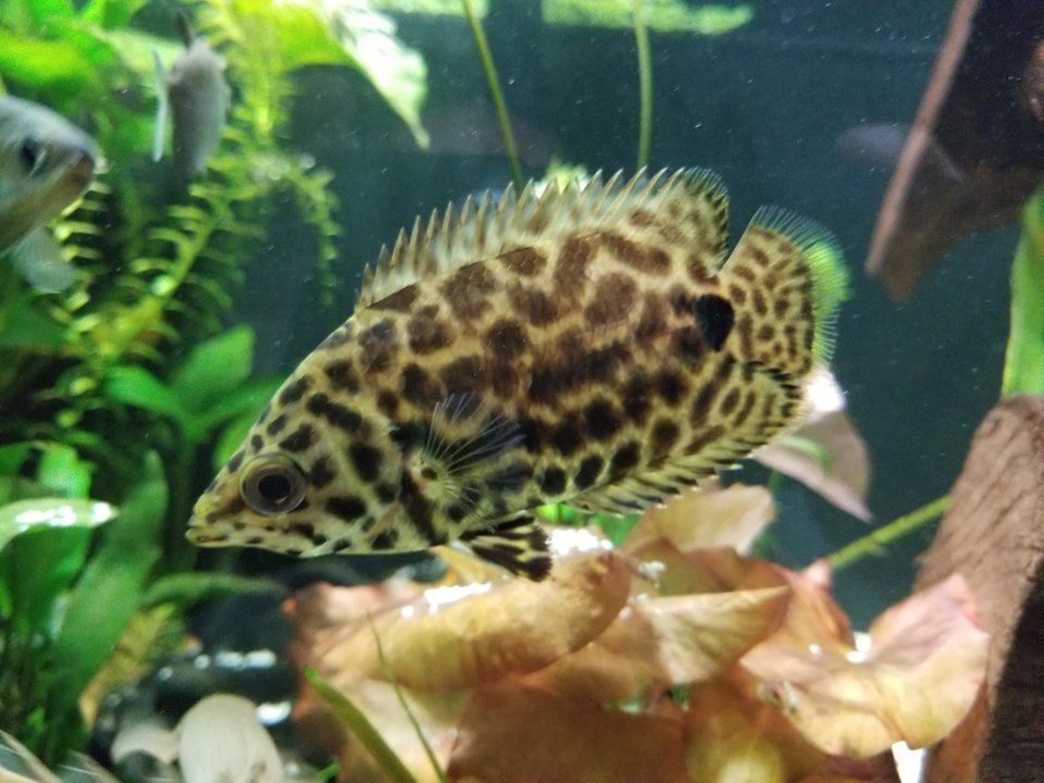 Ктенопома леопардовая (ctenopoma acutirostre) — аквариумная рыбка семейства анабасовых