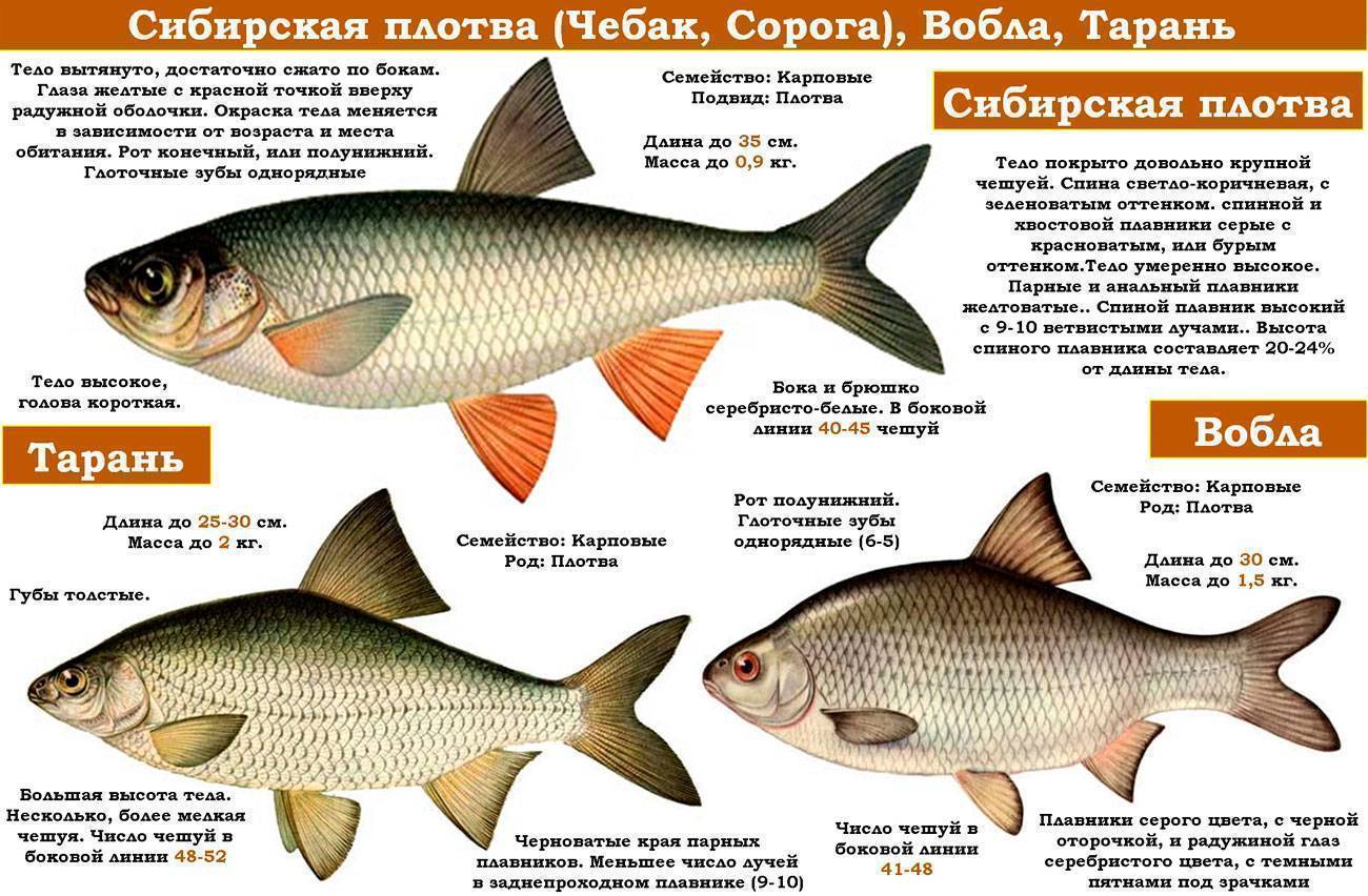 Ловля плотвы: способы, приманки, наживки, особенности