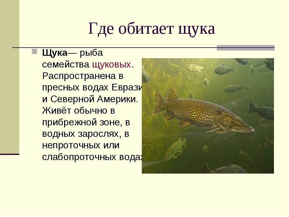 Рыба щука: описание и искусственное разведение — cельхозпортал