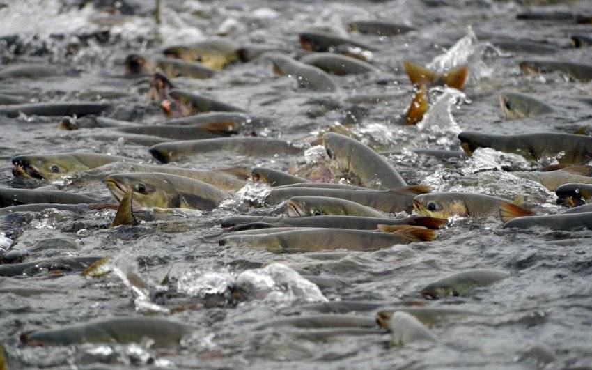 Нерест лососевых рыб: когда происходит и погибает ли лосось