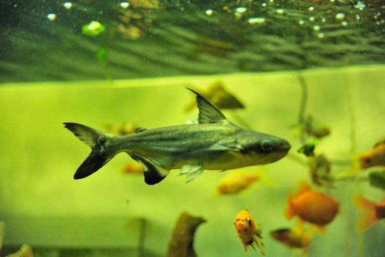 Аквариумный акулий сом пангасиус: описание вида, условия содержания
