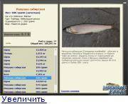 Пелядь (сырок), места обитания, рыбалка и способы приготовления