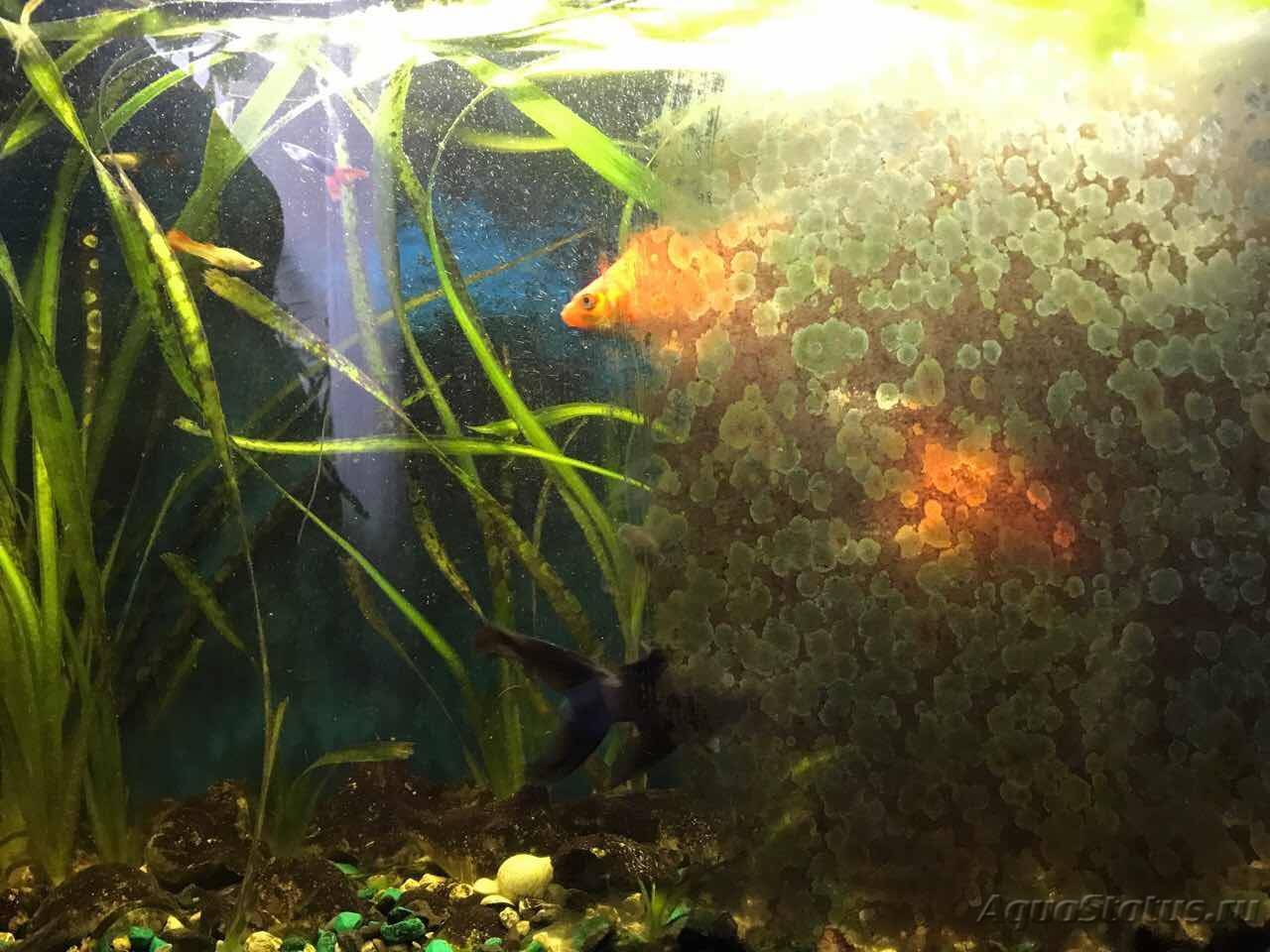Налет на стекле аквариума