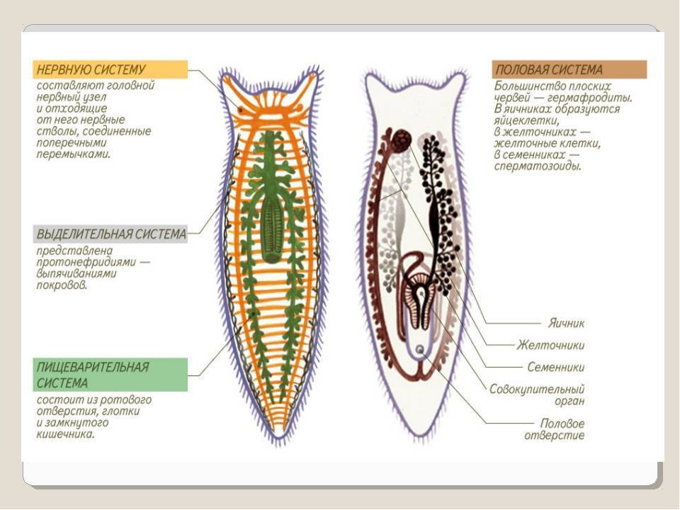 Строение белой планарии