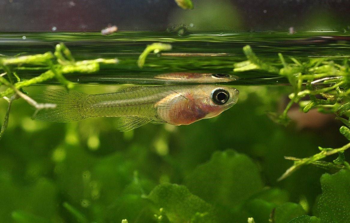 Чем кормить аквариумных рыбок для быстрого роста: виды кормов и что они едят