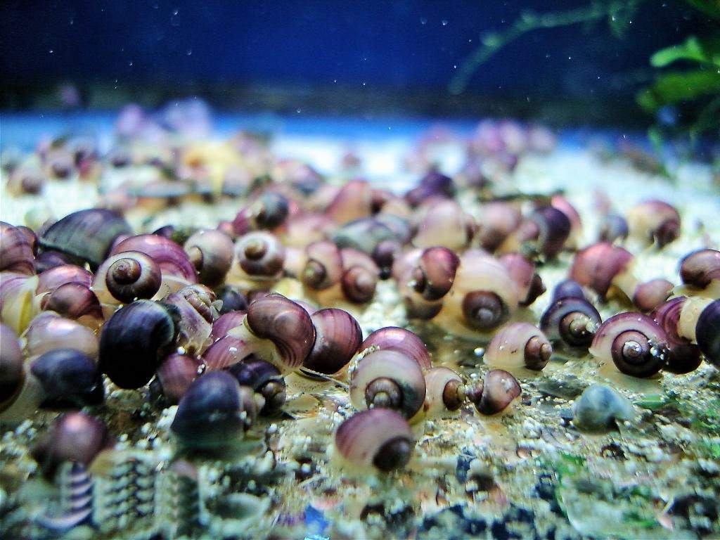 Улитка мелания размножение в аквариуме фото