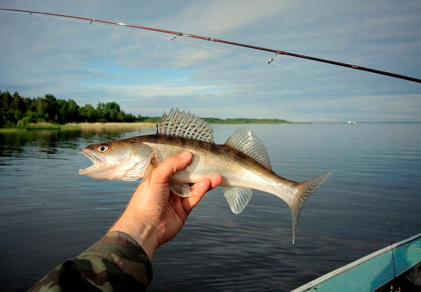 Обзор платных водоемов для рыбалки в ленинградской области - рыболов дека