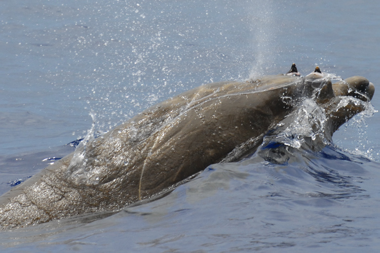 Самый большой кит в мире - topkin