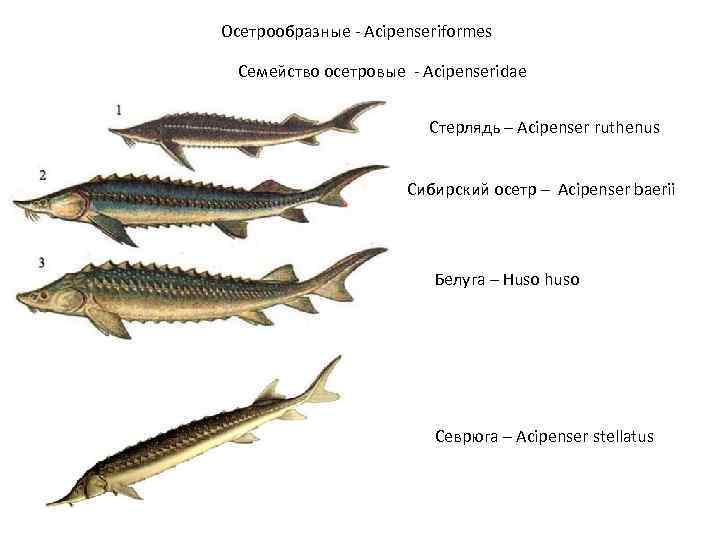 Осетровые рыбы. семейство осетровых рыб. виды осетровых рыб