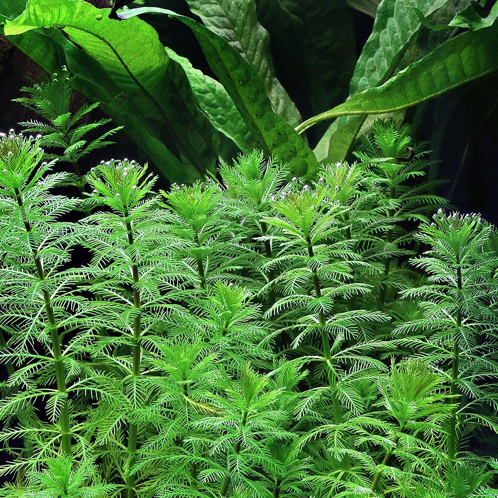 Перистолистник - аквариумное растение, содержание и фото