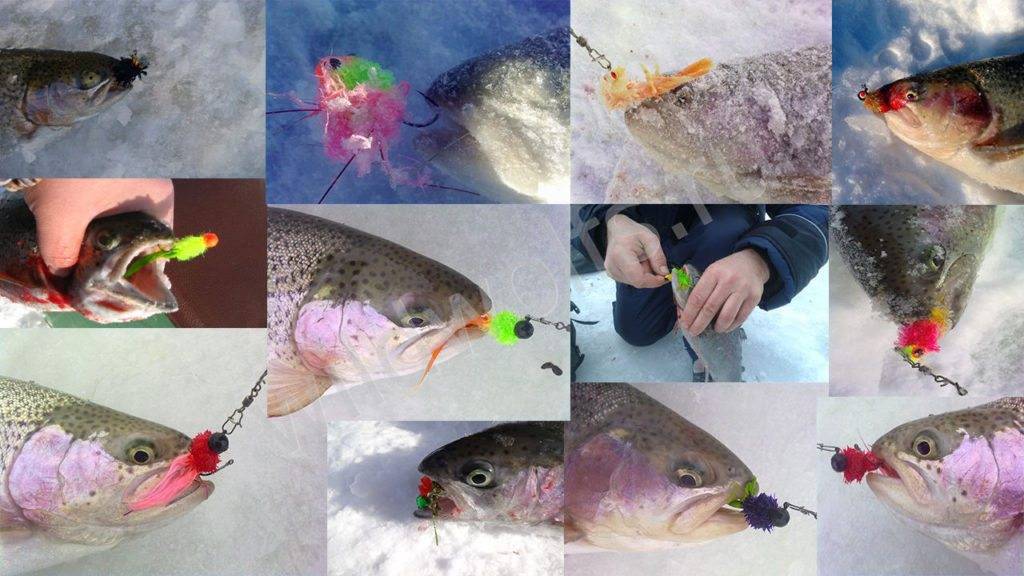 Ловля форели: как поймать рыбу на фидер или поплавочную удочку с использованием пасты, выбор оснастки