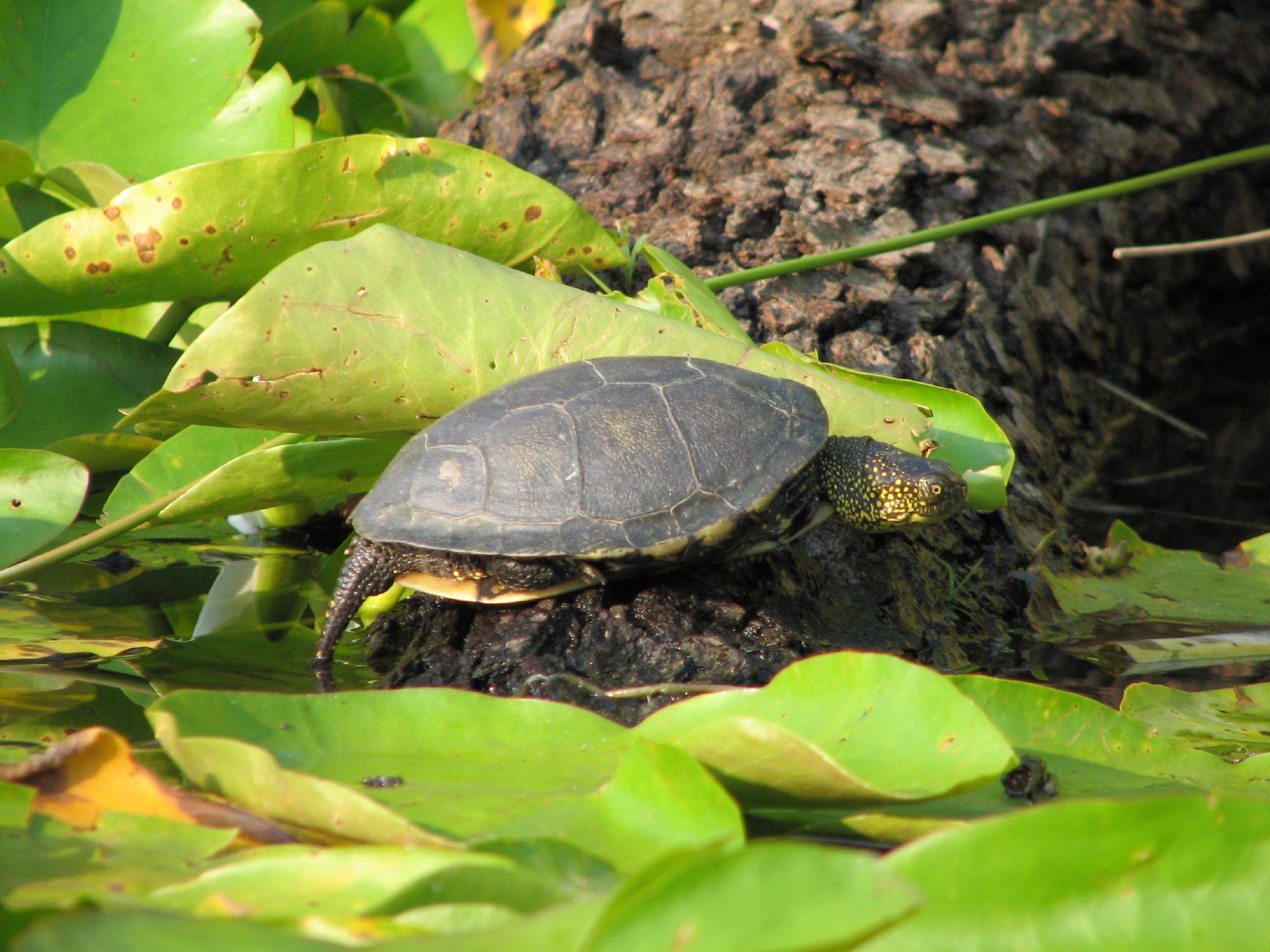 Уход за болотной черепахой в домашних условиях