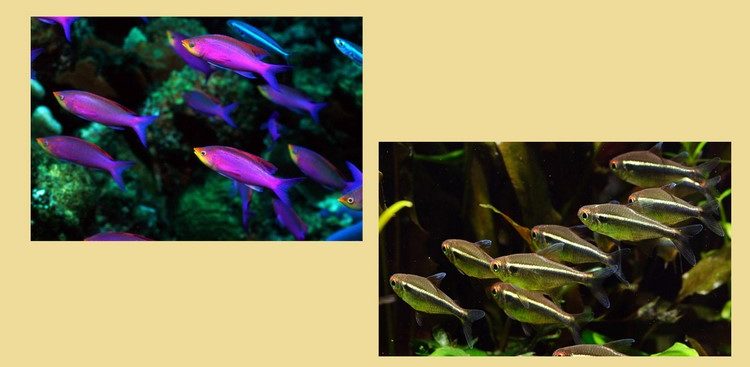 Неоны рыбки. описание, особенности, уход и содержание неонов | животный мир