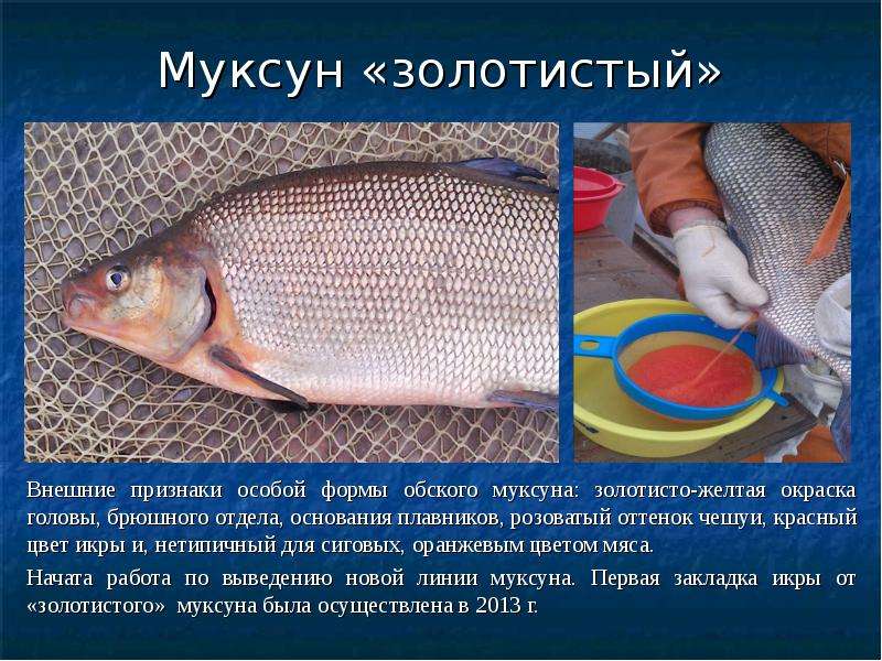 Рыба муксун (50 фото): сиг из оби, северная ловля, какая икра, ихтиофауна, северянка и нельма