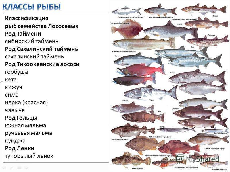 Рыба семейства тресковых: отличия и особенности, среда обитания, перечень видов