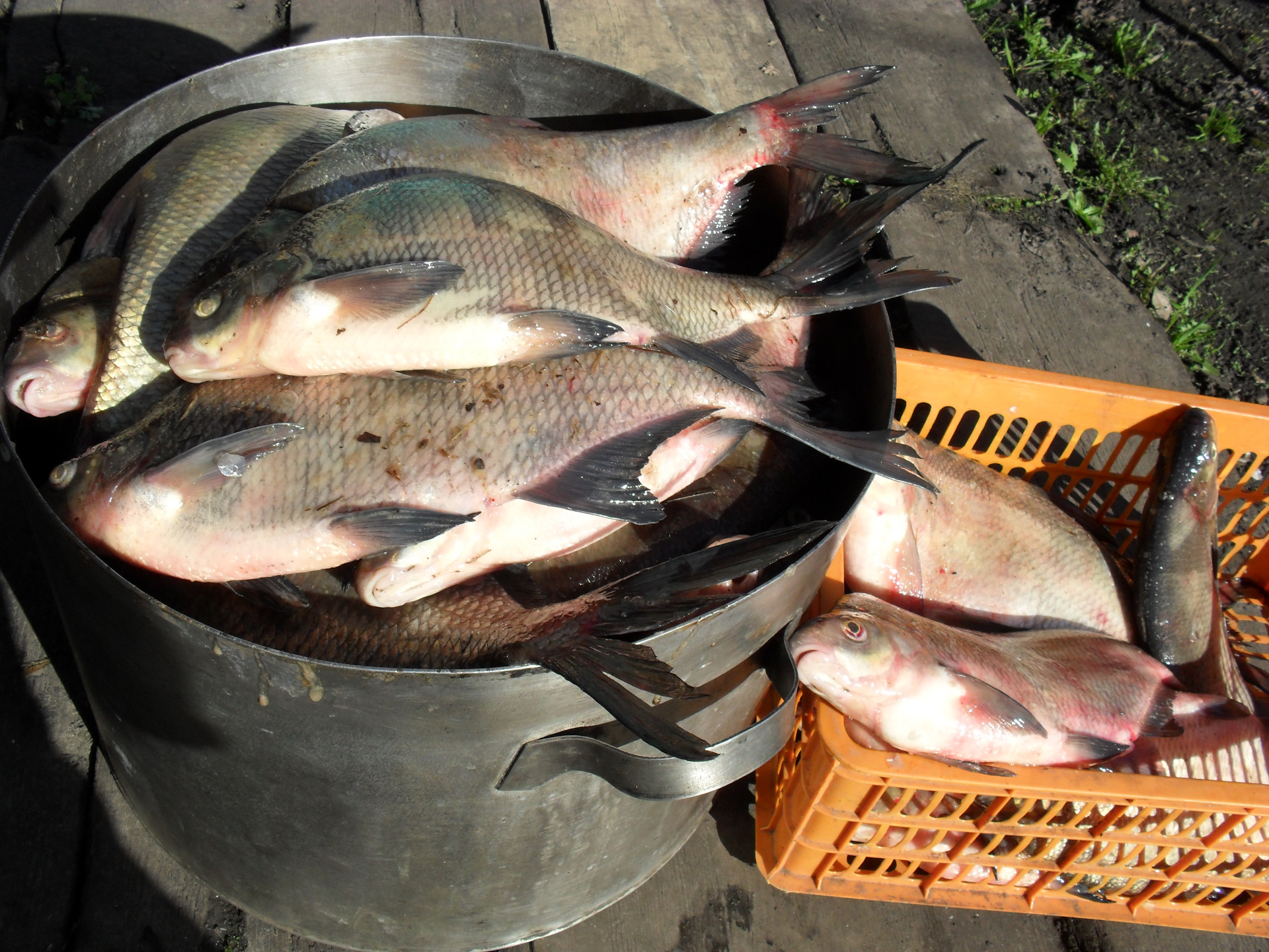 Как дольше сохранить рыбу в походе — способы копчения и засолки рыбы