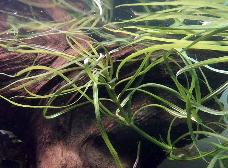 Аквариумное растение погостемон октопус: условия содержания и уход