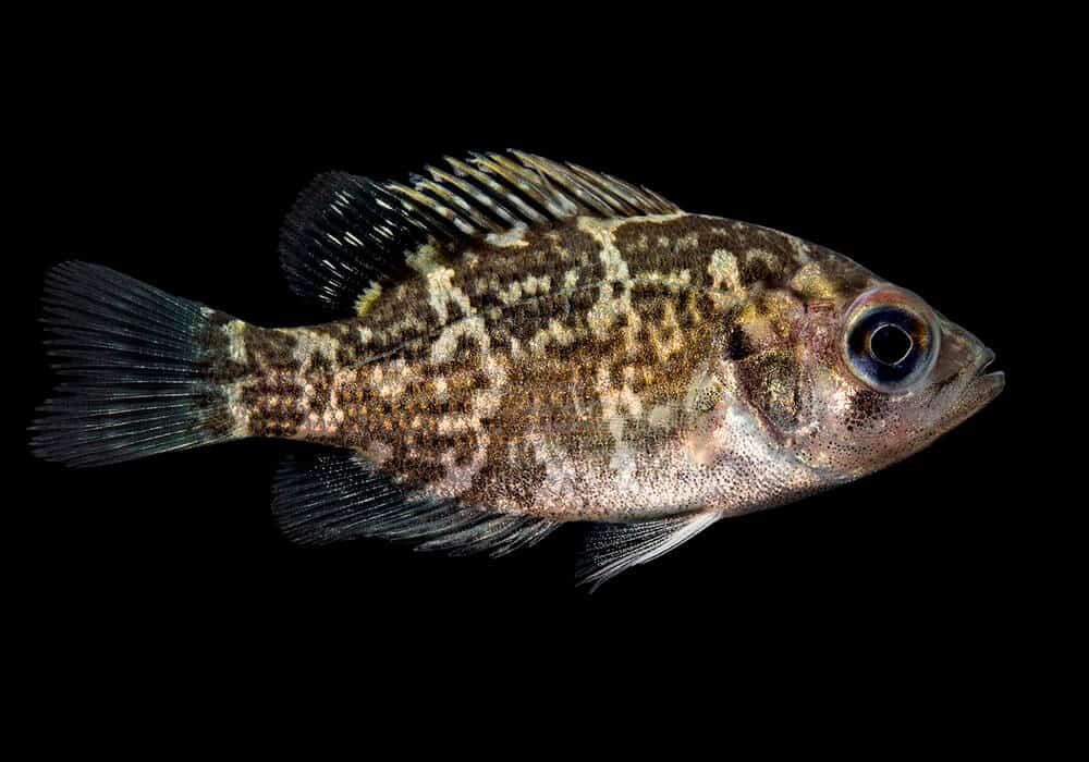 Рыбы красного моря. названия, описания и особенности рыб красного моря | животный мир