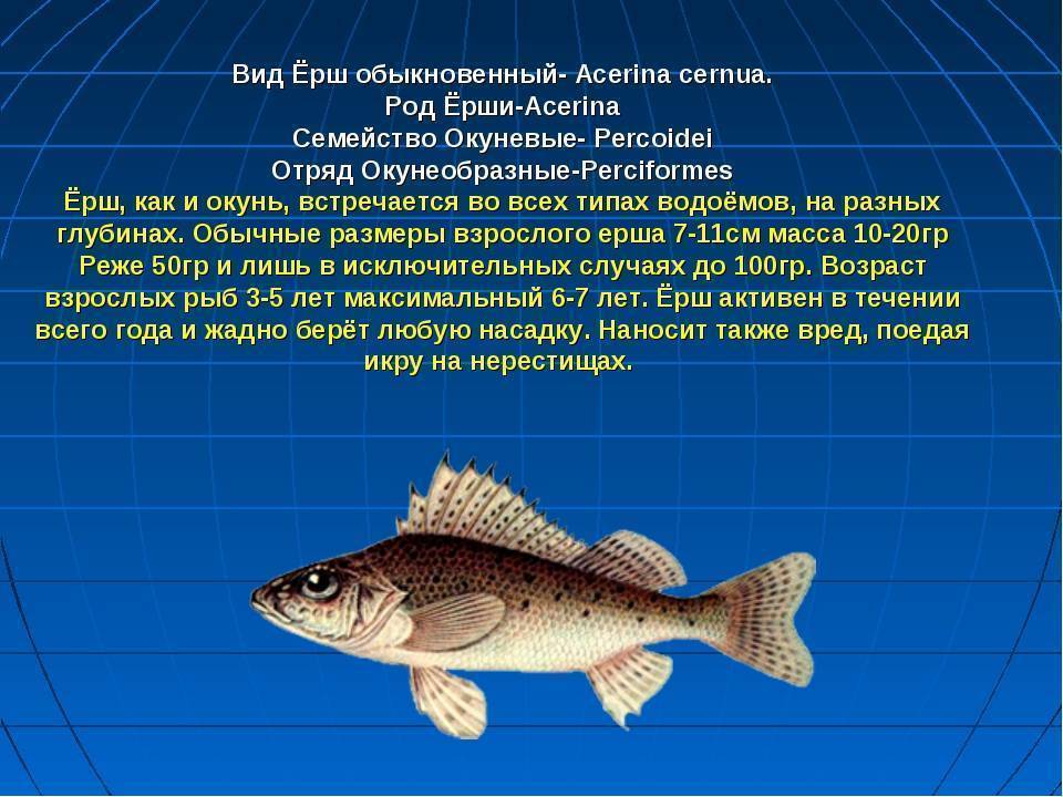 Рыба ёрш: описание, виды, нерест, питание. ловля ерша