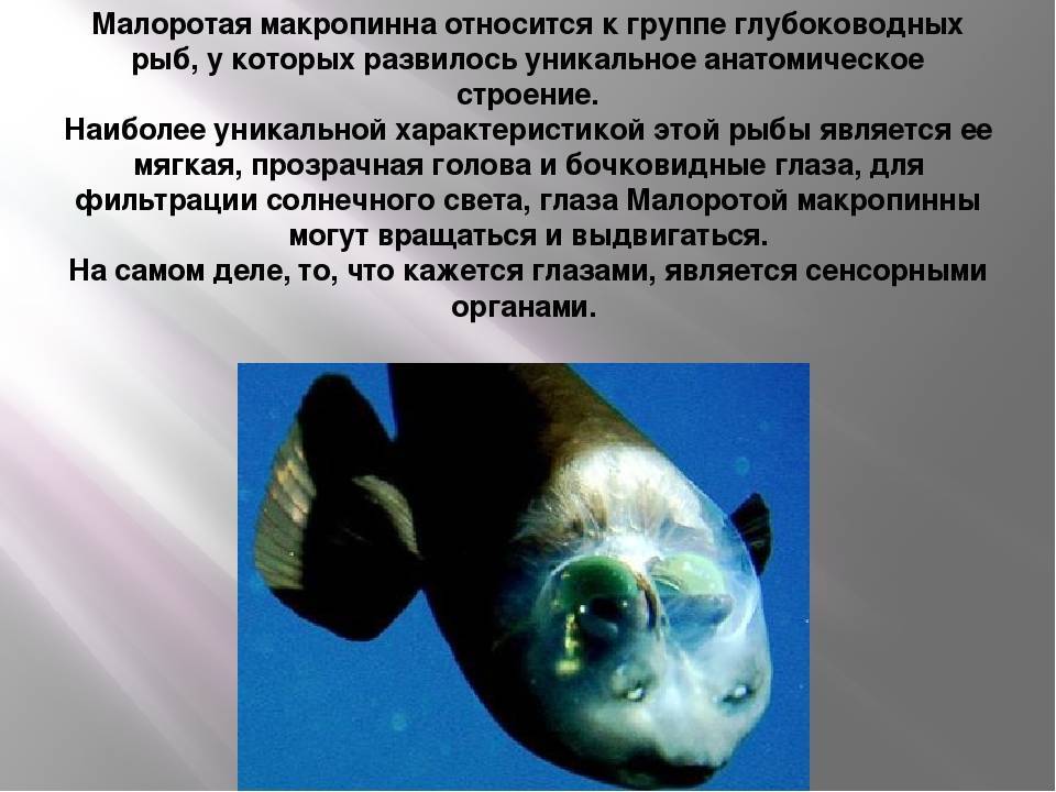 План о глубоководных морских обитателях