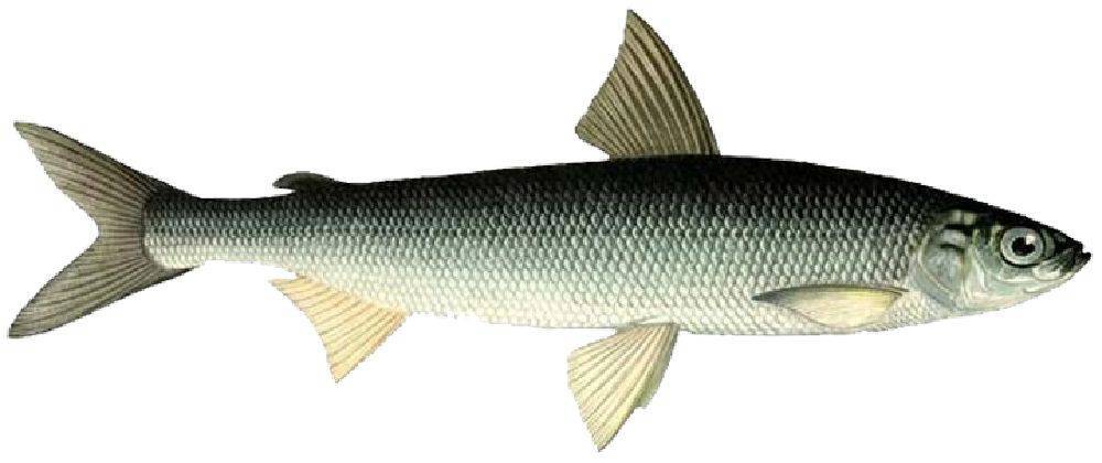 Coregonus Sardinella