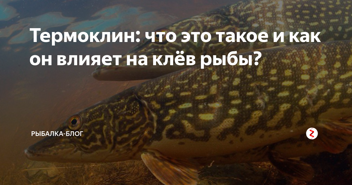 Термоклин — что это такое, обнаружение эхолотом во время рыбалки, влияние на рыбу