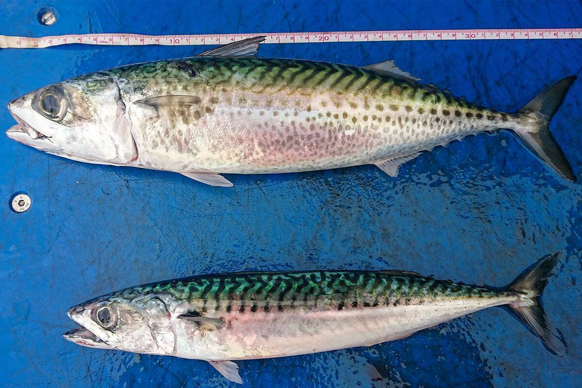 Рыба «Скумбрия» фото и описание