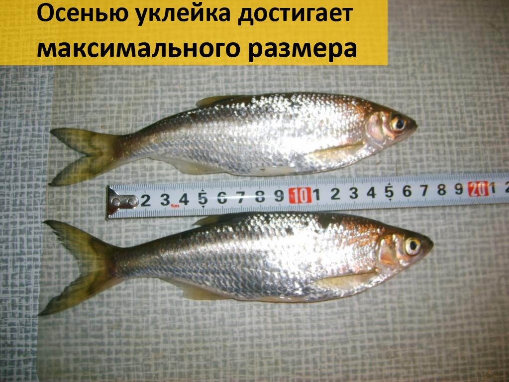 Уклейка: рыба уклейка фото и описание, нерест, способы ловли, образ жизни, блюда из уклейки