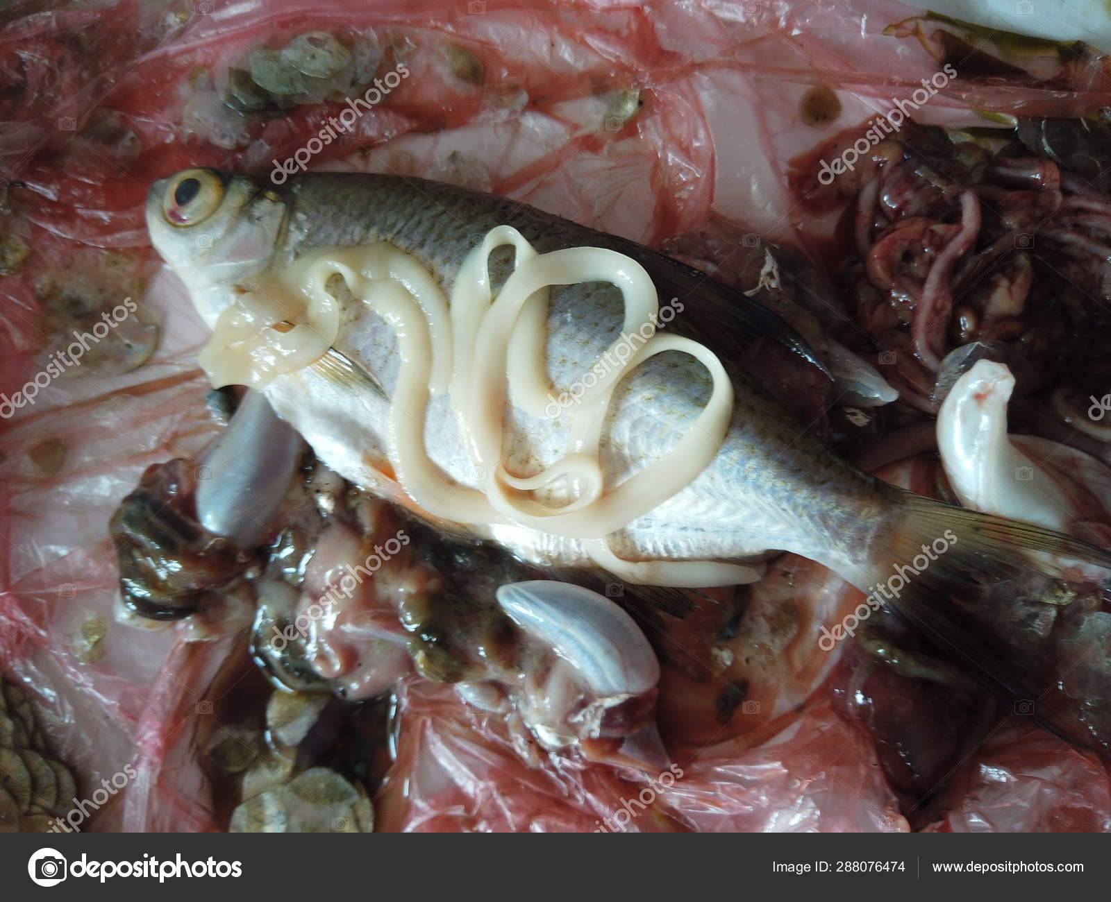 Селитерная рыба: описание, особенности, фото