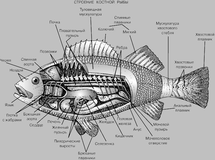 Из чего состоит рыба схема картинки