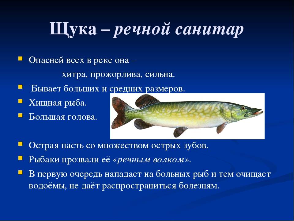 Рыба сопа: описание, питание, среда обитания и интересные факты :: syl.ru