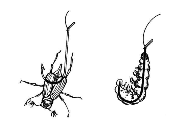 Что едят майские жуки?