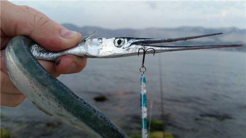 Как поймать рыбу сарган (garfish) - где и на что ловить эту рыбу в средиземном море | все о рыбалке в израиле