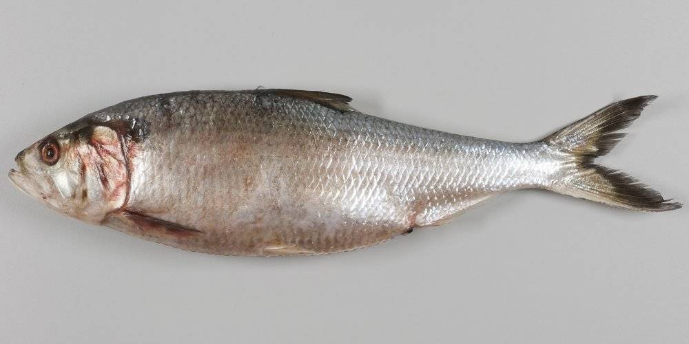 Сельдь - подробное описание рыбы: где обитает, чем питается