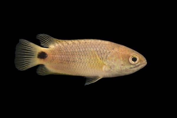 Рыба анабас (ползун): внешний вид, поведение, продолжительность жизни, параметры воды, совместимость, фото, размножение