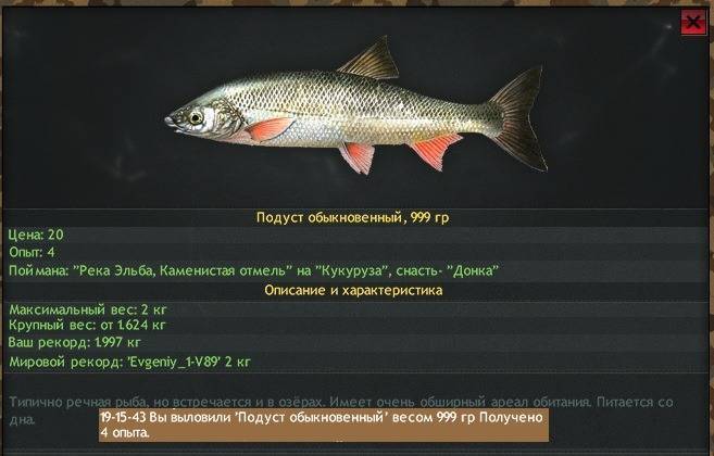 Подуст рыба фото и описание в красной книге