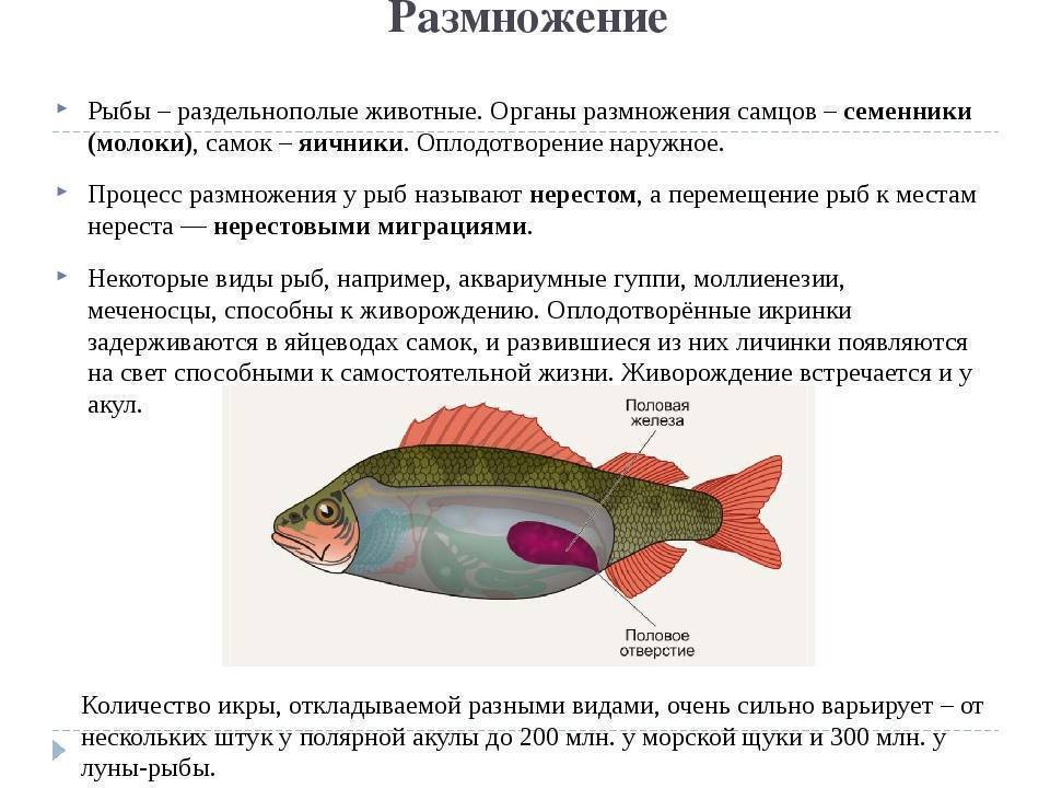 Как могут размножаться речные, морские и аквариумные рыбы